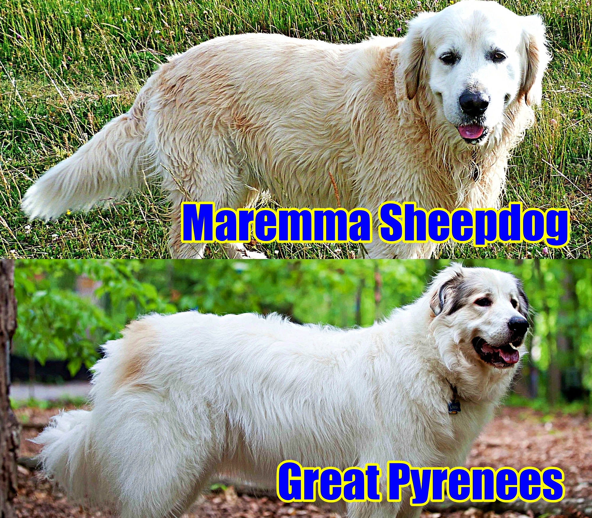 Maremma Sheepdog vs. Great Pyrenees 10 Differences
